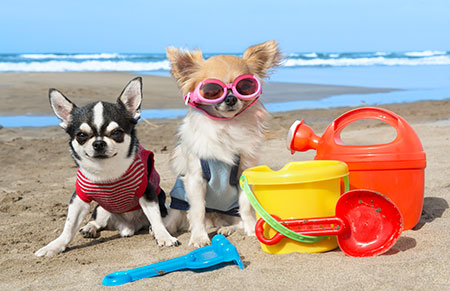 Holiday Time: Travelling with your pets